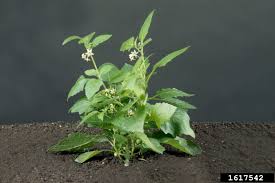 Image result for Solanum memphiticum