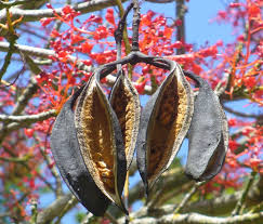 Image result for Brachychiton