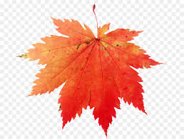 Canada Maple Leaf Png Download 753 676 Free Transparent Maple Leaf Png Download Cleanpng Kisspng 1,000+ vectors, stock photos & psd files. canada maple leaf png download 753