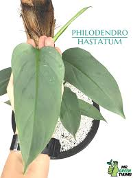 Philodendron Hastatum Em 2020 Arvores Frutiferas Arvores