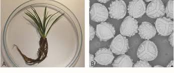 Image result for Isoetes schweinfurthii