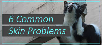 Often symptoms are so mild that they go unnoticed. 6 Common Skin Problems In Dogs And Cats Lumasoothe