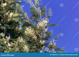 Image result for Acacia abyssinica