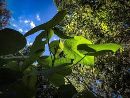 Image result for Macaranga schweinfurthii