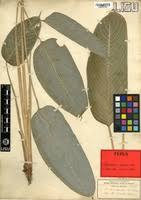 Image result for Marantochloa purpurea