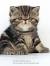 Snoopy Exotic Shorthair