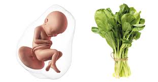 Every time you master each milestone of the pregnancy, you. 38 Weeks Pregnant Symptoms Tips Baby Development