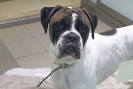 Our rescue works within massachusetts, maine, rhode island, connecticut, and new hampshire. Hcbw Boxers Looking For Homes Home Facebook