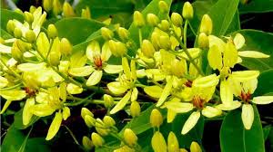 Image result for Tristellateia