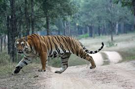 tiger free images pictures wild cats tiger attack cat anatomy
