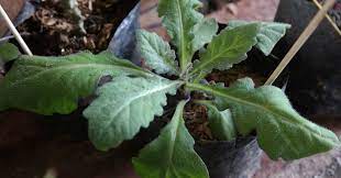 Daun dewa memberikan banyak manfaat dan khasiat bagi kesehatan, dan selain sebagai obat herbal tapi juga bisa dijadikan sebagai perawatan kecantikan alami. Daun Dewa Ensiklopedi Jurnal Bumi