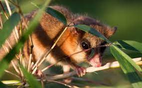 Maybe you would like to learn more about one of these? Pin On Marsupial Buideldieren