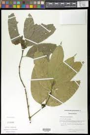 Image result for Pleiocarpa