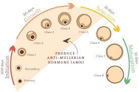 How To Improve Egg Quality With Pcos Naturally Egg Quality Pcos Follicle Stimulating Hormone