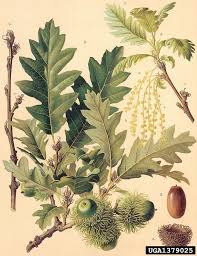 Check spelling or type a new query. Quercus Cerris Alchetron The Free Social Encyclopedia