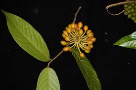 Image result for Huberantha