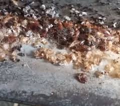 They belong to the family cimicidae within the order hemiptera. Pest Control And Bed Bug Extermination In Mechanicsville Va