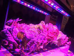 But, there are many horticultural led grow lights available, which produce the wavelengths (blue. Can I Use Normal Led Lights To Grow Plants Indoors Grow Lights Manufacturer