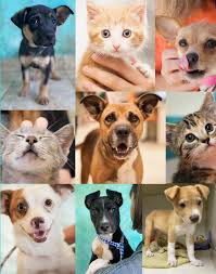 Your trust is our top concern, so businesses can't pay to alter or remove their reviews. East Lake Pet Orphanage Support The Homeless Pets Of East Lake Pet Orphanage