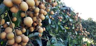 We did not find results for: Thailand S Bumper Longan Crop Prices Ease With Heavy Volume Produce Report