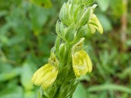 Image result for Justicia flava