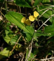 Image result for Aneilema zebrinum