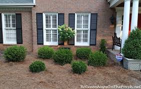 Tips on how and when to plant cherry laurel. Should Burlap Be Removed From A Ball Burlap Plant Prior To Planting It Between Naps On The Porch