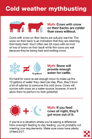 A key to staying warm when you're walking in cold temperatures is to stay dry — and that's exactly second layer: Tips For Wintering Cattle Purina Animal Nutrition