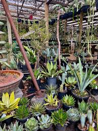 Image result for Rinorea laurentii