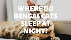 Will Bengal cats sleep with you?