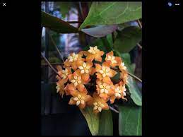 Hoya Fitchii Yellow Hoya Plants Plants Succulents