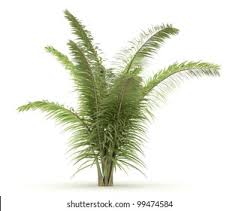 Image result for Raphia australis