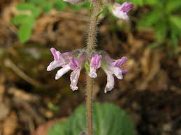 Image result for Orthosiphon schimperi