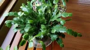 The cutting should start putting on new growth in two to three weeks. How To Care For Christmas Holiday Cactus Schlumbergera Gardening Channel