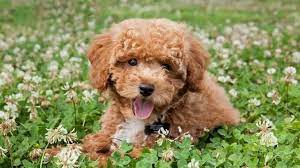 Check spelling or type a new query. 18 Incredible Teddy Bear Dog Breeds For Families All Things Dogs All Things Dogs