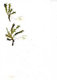 Image result for Orbea maculata