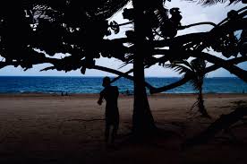 Free Photo Silhouette Of Man Beside Tree Near Seashore Backlit Beach Branches Free Download Jooinn Silhouette of man near tree photo. jooinn