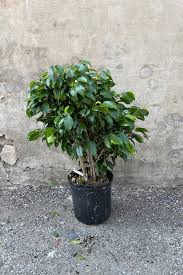 Image result for Ficus demeusei
