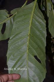 Image result for Paracroton pendulus