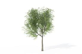 Young Japanese Walnut Tree 3d Model Free C4d Models In 2020 Walnut Tree 3d Model Tree