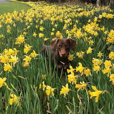 Pin On Wiener Dogs And Flowers