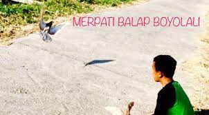 Sangkar burung merpati dan ɤara terbuat dari ranting kecil. Penggemar Merpati Balap Boyolali Pmbb Facebook