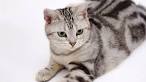 American Shorthair Cat Breed - Facts and Personality ...