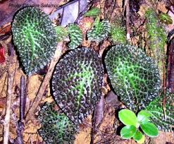 Image result for Begonia lacunosa