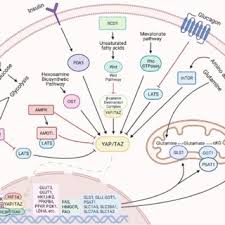 康忠 ) was 6th generation earlier ancestor of taejo, who was the founder of gang chung. Pdf Yap And Taz Mediators At The Crossroad Between Metabolic And Cellular Reprogramming