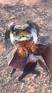 520 Bearded Dragons Friends Ideas In 2021 Bearded Dragon Reptiles Cute Reptiles