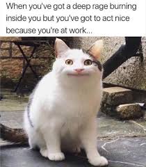 Afternoon Funny Meme Dump 37 Pics Funny Animal Memes Funny Cats Animal Memes