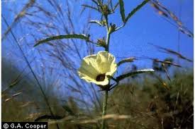 Image result for Hibiscus vitifolius