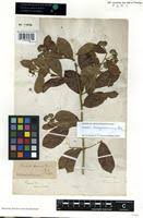 Image result for Dichapetalum madagascariense