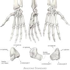 Image result for Hamate Bone